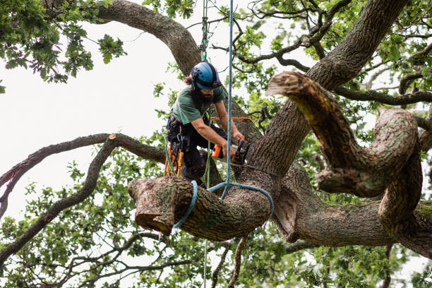 Tree and Shrub Care in Lake Lorraine, FL