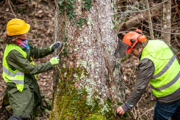 Reliable Lake Lorraine, FL Tree Care Solutions