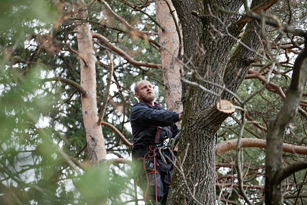 How Our Tree Care Process Works  in  Lake Lorraine, FL